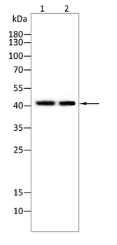 MSTN Antibody