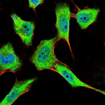 PLA2G12A Antibody