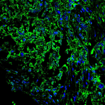 PLA2G12A Antibody