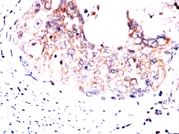 PLA2G12A Antibody