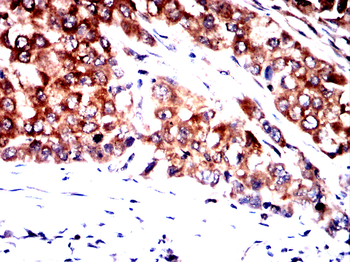 PLA2G12A Antibody