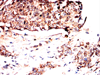 PLA2G12A Antibody