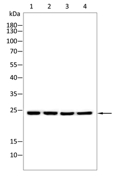 PLA2G12A Antibody