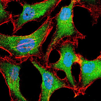 PLA2G12A Antibody
