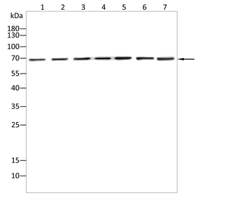 ADD1 Antibody