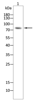 EZR Antibody