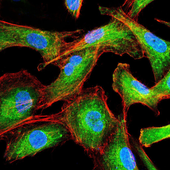 SELL Antibody