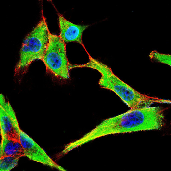 EZR Antibody