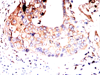 EZR Antibody