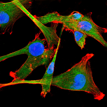 SELL Antibody