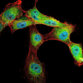 GNAS Antibody