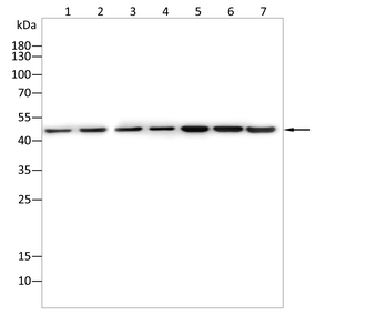 GNAS Antibody
