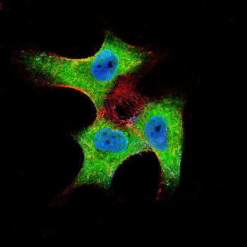CSF3 Antibody