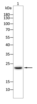 CSF3 Antibody
