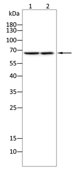 IRAK3 Antibody