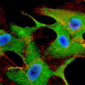 CSF3 Antibody