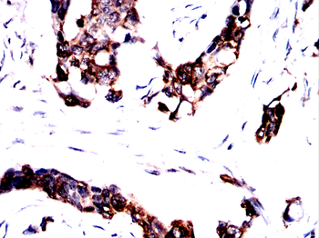 CSF3 Antibody