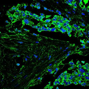 CSF3 Antibody