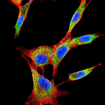 AIM2 Antibody
