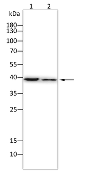 AIM2 Antibody