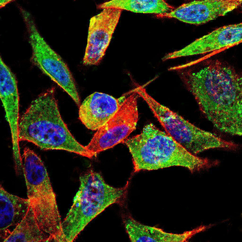 HMMR Antibody