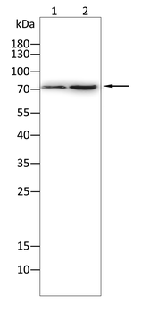 HMMR Antibody