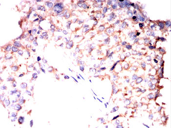 HMMR Antibody