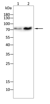 HMMR Antibody
