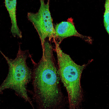 SALL4 Antibody