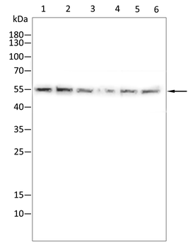 CBX4 Antibody