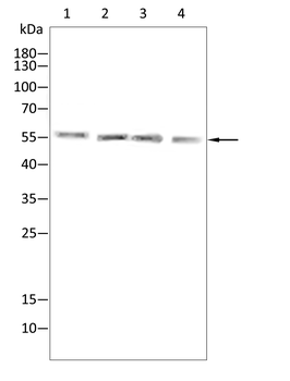 CBX4 Antibody