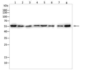 HDAC9 Antibody