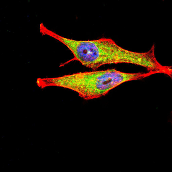 KDM1B Antibody