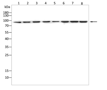 KDM1B Antibody