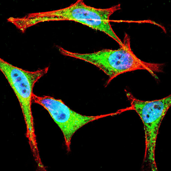 SIRT4 Antibody