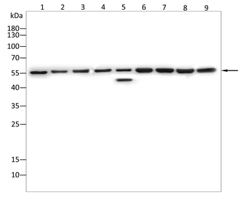 SIRT4 Antibody