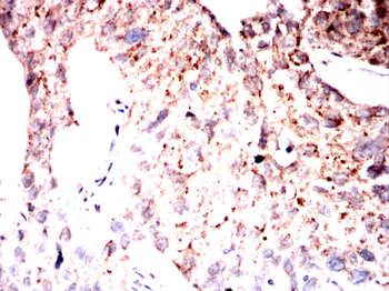 SIRT4 Antibody