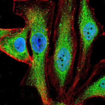 RAB8A Antibody