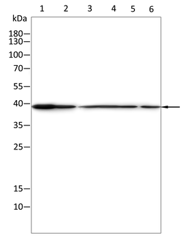 SIRT6 Antibody