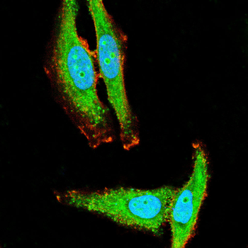SIRT6 Antibody
