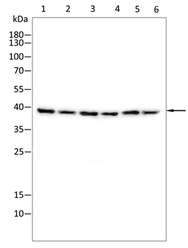 SIRT6 Antibody