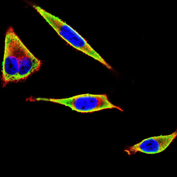 MAPK1 Antibody