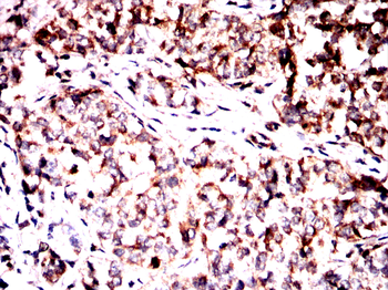 MAPK1 Antibody