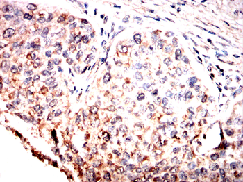 MAPK1 Antibody