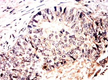 MAPK1 Antibody