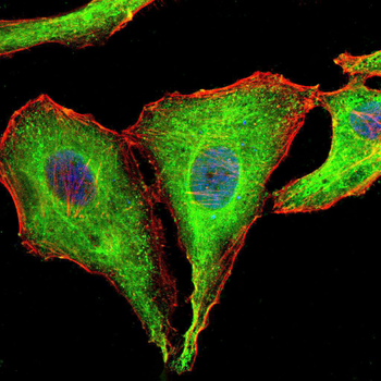 MAPK1 Antibody