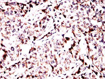 MAPK1 Antibody