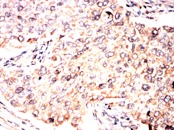 MAPK1 Antibody
