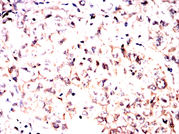 MAPK1 Antibody