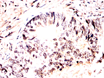 MAPK1 Antibody